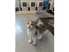 Edmund, Domestic Shorthair For Adoption In Kalamazoo, Michigan