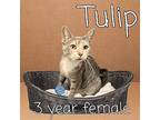 Tulip, Domestic Shorthair For Adoption In Nicholasville, Kentucky