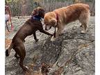 Jackson, Labrador Retriever For Adoption In Barre, Vermont