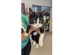 Ziva, Domestic Shorthair For Adoption In Slidell, Louisiana