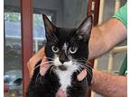 Tony, Domestic Shorthair For Adoption In Slidell, Louisiana