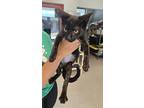 Nutmeg, Domestic Shorthair For Adoption In Slidell, Louisiana