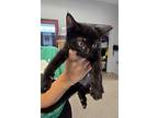 Cinnamon, Domestic Shorthair For Adoption In Slidell, Louisiana