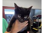 Chutney, Domestic Shorthair For Adoption In Slidell, Louisiana