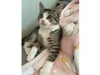Stella, Tabby For Adoption In Livonia, Michigan