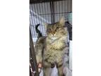 Beets, Domestic Mediumhair For Adoption In Mishawaka, Indiana