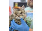 Fuzz Aldrin, Domestic Shorthair For Adoption In Mishawaka, Indiana