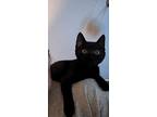 Salem, Domestic Shorthair For Adoption In Mishawaka, Indiana