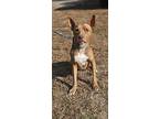 Nakita, Terrier (unknown Type, Medium) For Adoption In Tuckerton, New Jersey