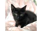 Nick, Domestic Shorthair For Adoption In Raleigh, North Carolina