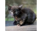 Brian, Domestic Shorthair For Adoption In Raleigh, North Carolina