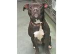 Mark, American Staffordshire Terrier For Adoption In Raleigh, North Carolina