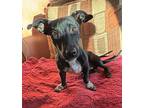 Arlo, Dachshund For Adoption In Mesa, Arizona