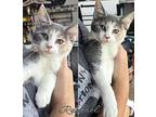 Rachael, Calico For Adoption In Deerfield, Michigan