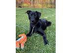 Jacob, Labrador Retriever For Adoption In Liverpool, New York