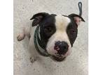 oscar*, American Pit Bull Terrier For Adoption In Salt Lake City, Utah