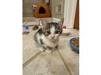 Nilly, Domestic Shorthair For Adoption In Kettering, Ohio