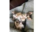 Willy, Domestic Shorthair For Adoption In Kettering, Ohio