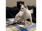 Jasmine, Siamese For Adoption In Goodyear, Arizona