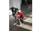 Ruth, Labrador Retriever For Adoption In Leesburg, Virginia