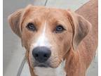 Papa, Retriever (unknown Type) For Adoption In Westfield, New York