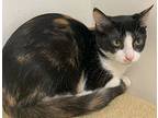 Nettle24, Domestic Shorthair For Adoption In Milwaukee, Wisconsin