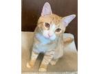 Archie24, Domestic Shorthair For Adoption In Milwaukee, Wisconsin