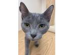 Melya24, Domestic Shorthair For Adoption In Milwaukee, Wisconsin