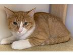 Noodles24, Domestic Shorthair For Adoption In Milwaukee, Wisconsin