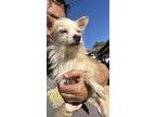Peewee, Jack Russell Terrier For Adoption In Pomona, California