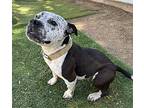 Cookie, American Staffordshire Terrier For Adoption In Agua Dulce, California