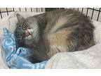 Nikki, Domestic Mediumhair For Adoption In Southbury, Connecticut