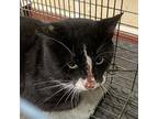 Wonderwall, Domestic Shorthair For Adoption In Salisbury, Maryland
