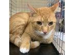 Pumpkin, Domestic Shorthair For Adoption In Salisbury, Maryland