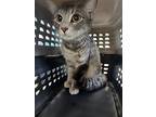 Valerie, Domestic Shorthair For Adoption In Salisbury, Maryland