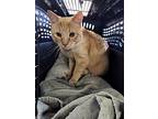 Tsunami, Domestic Shorthair For Adoption In Salisbury, Maryland