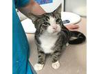 Scorpio, Domestic Shorthair For Adoption In Salisbury, Maryland