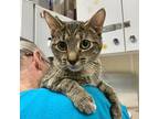 Notion, Domestic Shorthair For Adoption In Salisbury, Maryland