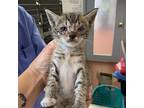 Shrew, Domestic Shorthair For Adoption In Salisbury, Maryland