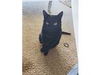 Barry, Domestic Shorthair For Adoption In Salisbury, Maryland