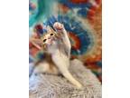Boggle, Domestic Shorthair For Adoption In Oakdale, California