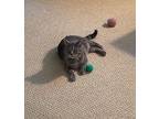 Pancho24, Domestic Shorthair For Adoption In Youngsville, North Carolina
