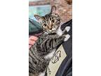 Riley, Domestic Shorthair For Adoption In Statesville, North Carolina