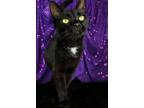 Ebony, Domestic Shorthair For Adoption In Lewisburg, Tennessee