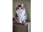 Rocky, Domestic Mediumhair For Adoption In Jacksonville, Oregon