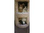 Cody, Domestic Shorthair For Adoption In Jacksonville, Oregon