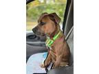 Kelso, Terrier (unknown Type, Medium) For Adoption In St Louis, Missouri
