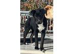 Reese, Labrador Retriever For Adoption In Lafayette, Colorado