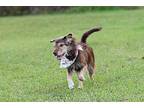 Squish, Rat Terrier For Adoption In Gainesville, Florida