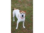 Bambi Ii, Terrier (unknown Type, Medium) For Adoption In Gainesville, Florida